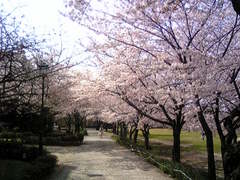 神戸女学院の桜.jpg