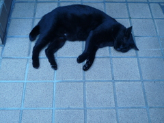 黒猫.JPG